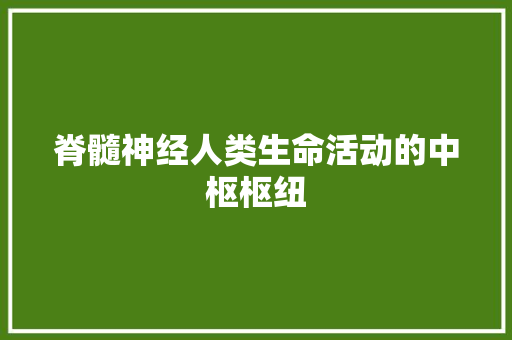 脊髓神经人类生命活动的中枢枢纽